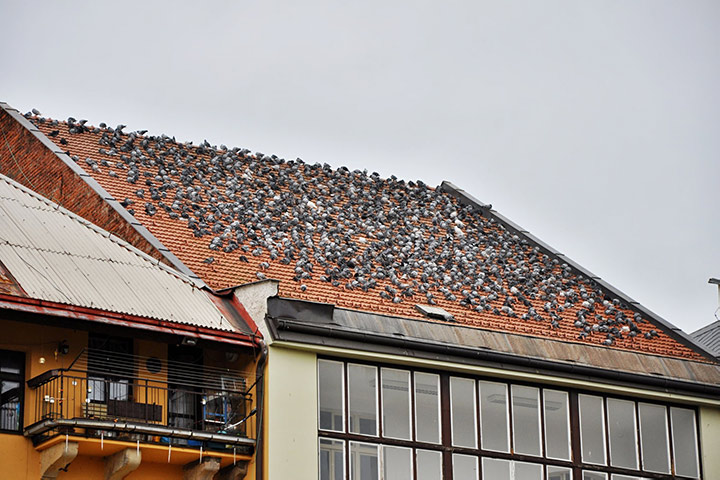 A2B Pest Control are able to install spikes to deter birds from roofs in Kidsgrove. 