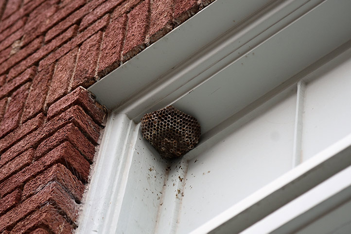 We provide a wasp nest removal service for domestic and commercial properties in Kidsgrove.